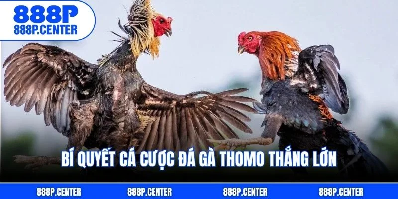Bí quyết cá cược đá gà Thomo thắng lớn