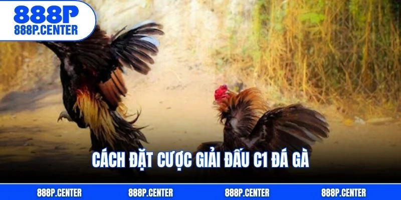Cách đặt cược giải đấu C1 đá gà
