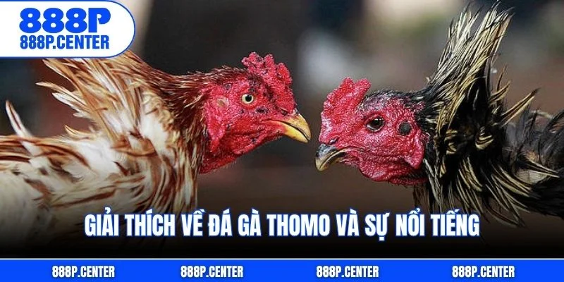 Giải thích về đá gà Thomo và sự nổi tiếng