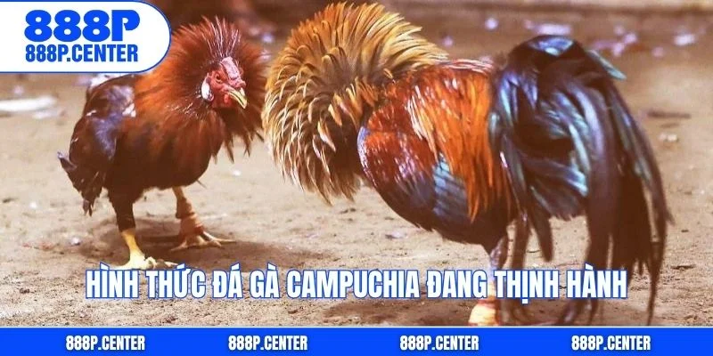 Hình thức đá gà Campuchia đang thịnh hành
