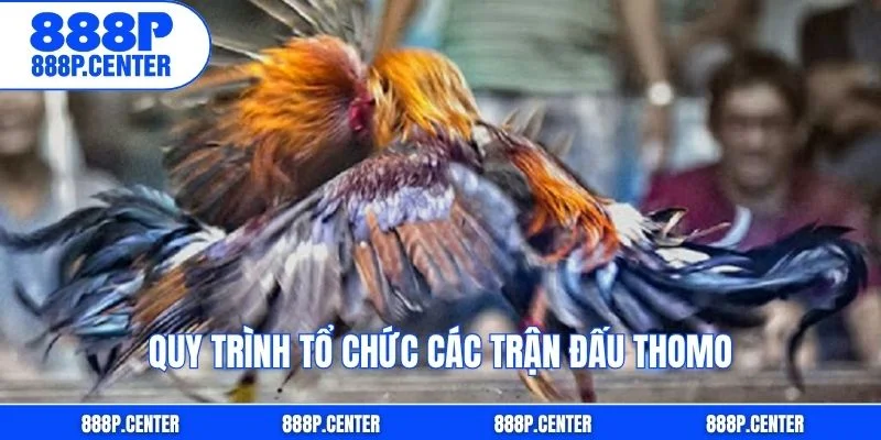 Quy trình tổ chức các trận đấu Thomo